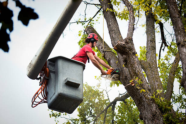 Trusted Milledgeville, GA Tree Service Experts